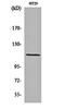 Rho/Rac Guanine Nucleotide Exchange Factor 2 antibody, orb161613, Biorbyt, Western Blot image 