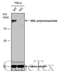 antibody resource