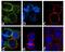 C-X-C Motif Chemokine Receptor 1 antibody, 711234, Invitrogen Antibodies, Immunofluorescence image 