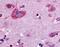 Opioid Receptor Delta 1 antibody, NLS225, Novus Biologicals, Immunohistochemistry paraffin image 