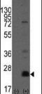 CD9 Molecule antibody, PA5-11559, Invitrogen Antibodies, Western Blot image 