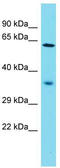 Neuron Derived Neurotrophic Factor antibody, TA330737, Origene, Western Blot image 