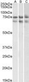 Troponin T2, Cardiac Type antibody, 43-671, ProSci, Western Blot image 