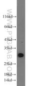 Endonuclease G antibody, 22148-1-AP, Proteintech Group, Western Blot image 