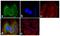 PCNA antibody, 13-3900, Invitrogen Antibodies, Immunofluorescence image 