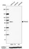 Tripartite Motif Containing 22 antibody, HPA003575, Atlas Antibodies, Western Blot image 