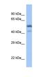 SAM Pointed Domain Containing ETS Transcription Factor antibody, orb330032, Biorbyt, Western Blot image 