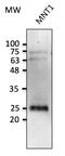 RAB38, Member RAS Oncogene Family antibody, AB0242-100, Origene, Western Blot image 