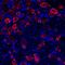 Gamma-Aminobutyric Acid Type B Receptor Subunit 1 antibody, AF7000, R&D Systems, Immunohistochemistry frozen image 