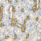 Canopy FGF Signaling Regulator 3 antibody, 22-758, ProSci, Immunohistochemistry paraffin image 