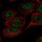 TATA-Box Binding Protein Associated Factor 8 antibody, HPA031731, Atlas Antibodies, Immunocytochemistry image 