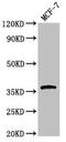 Calcium Voltage-Gated Channel Auxiliary Subunit Gamma 3 antibody, CSB-PA004417LA01HU, Cusabio, Western Blot image 