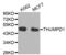 THUMP Domain Containing 1 antibody, abx004600, Abbexa, Western Blot image 