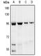 ER Degradation Enhancing Alpha-Mannosidase Like Protein 1 antibody, MBS8232867, MyBioSource, Western Blot image 