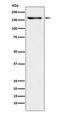 Contactin Associated Protein Like 2 antibody, M02819, Boster Biological Technology, Western Blot image 