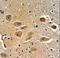 MICAL Like 2 antibody, LS-C164197, Lifespan Biosciences, Immunohistochemistry frozen image 