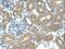 Alcohol Dehydrogenase 4 (Class II), Pi Polypeptide antibody, 25-877, ProSci, Immunohistochemistry frozen image 