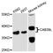 Calcium-binding protein 39-like antibody, MBS129786, MyBioSource, Western Blot image 