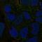 PBX Homeobox 4 antibody, HPA049859, Atlas Antibodies, Immunofluorescence image 