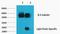 Tubulin beta-2A chain antibody, A06868-1, Boster Biological Technology, Immunohistochemistry frozen image 