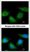 Serpin Family A Member 7 antibody, NBP1-32963, Novus Biologicals, Immunocytochemistry image 