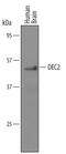 hDEC2 antibody, AF5226, R&D Systems, Western Blot image 