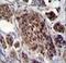 FRAT Regulator Of WNT Signaling Pathway 2 antibody, LS-C166250, Lifespan Biosciences, Immunohistochemistry paraffin image 