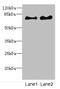 Integrator Complex Subunit 10 antibody, LS-C675908, Lifespan Biosciences, Western Blot image 