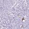 Gastrulation Brain Homeobox 1 antibody, PA5-63179, Invitrogen Antibodies, Immunohistochemistry frozen image 