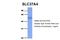 G6PT antibody, PA5-42423, Invitrogen Antibodies, Western Blot image 