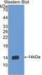 S100 Calcium Binding Protein A9 antibody, LS-C710364, Lifespan Biosciences, Western Blot image 