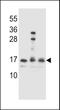 HOP Homeobox antibody, LS-B10925, Lifespan Biosciences, Western Blot image 