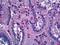 Netrin 1 antibody, LS-B5912, Lifespan Biosciences, Immunohistochemistry frozen image 