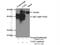 Ventral Anterior Homeobox 2 antibody, 15773-1-AP, Proteintech Group, Immunoprecipitation image 