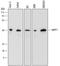 Protein Phosphatase 1 Regulatory Subunit 8 antibody, PA5-47906, Invitrogen Antibodies, Western Blot image 