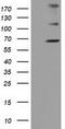 Zinc Finger Imprinted 2 antibody, TA502066S, Origene, Western Blot image 