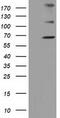 Zinc Finger Imprinted 2 antibody, TA502066S, Origene, Western Blot image 