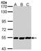 P-LAP antibody, TA308470, Origene, Western Blot image 