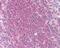 MCL1 Apoptosis Regulator, BCL2 Family Member antibody, 48-737, ProSci, Immunohistochemistry paraffin image 