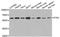 Serine/Threonine Kinase 4 antibody, A8043, ABclonal Technology, Western Blot image 