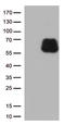 CD86 antibody, TA813087, Origene, Western Blot image 