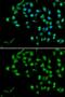 Catenin Beta Like 1 antibody, GTX32543, GeneTex, Immunofluorescence image 