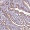 Carbohydrate sulfotransferase 11 antibody, NBP2-30481, Novus Biologicals, Immunohistochemistry paraffin image 