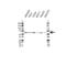 SMAD Family Member 6 antibody, VPA00295, Bio-Rad (formerly AbD Serotec) , Western Blot image 