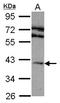 Adenosine A2a Receptor antibody, LS-C185363, Lifespan Biosciences, Western Blot image 