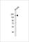 Erb-B2 Receptor Tyrosine Kinase 3 antibody, F53392-0.4ML, NSJ Bioreagents, Western Blot image 