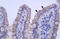 Zinc Finger Protein 358 antibody, 28-391, ProSci, Immunohistochemistry frozen image 