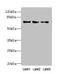 Peptidylprolyl Isomerase Like 4 antibody, LS-C371894, Lifespan Biosciences, Western Blot image 