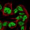 Sm-B/B antibody, HPA067842, Atlas Antibodies, Immunofluorescence image 