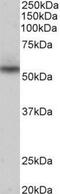 NPR3 Like, GATOR1 Complex Subunit antibody, NBP1-97766, Novus Biologicals, Western Blot image 